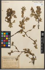 Foto von Salix retusa L.
